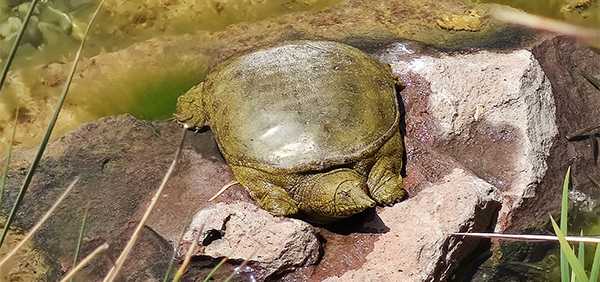 Fırat Kaplumbağası Beylikdüzü’nde Bulundu