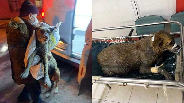 Zehirlenen Hamile Köpek 5 Yavru Dünyaya Getirdi